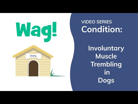 वीडियो: कुत्तों में अनैच्छिक मांसपेशियों कांपना
