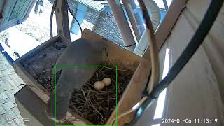 2023 December Nesting by Ronald Hunt 78 views 4 months ago 5 minutes, 29 seconds