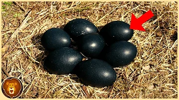 Wer legt schwarze Eier?