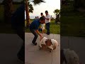 Otto the Skateboarding Bulldog