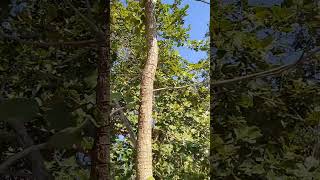 बीजक#Pterocarpus marsupium #ayurveda #Dravyaguna