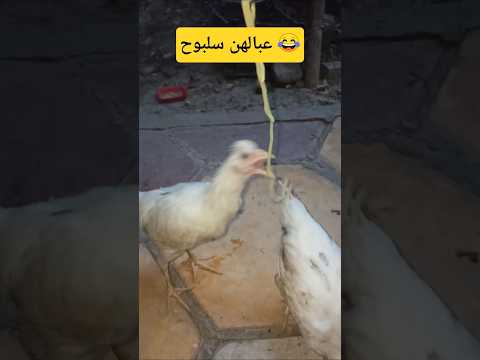 قشمرت عليهن 