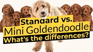 Goldendoodle vs. Mini Goldendoodle  Size Comparison