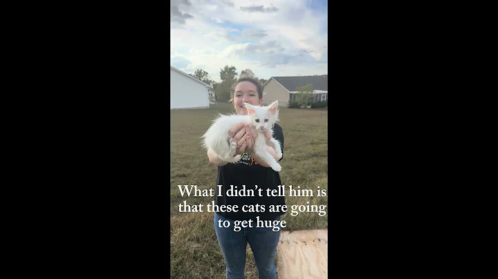 Video 11371511: mainecoons mainecoonkitten