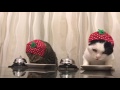 Cats in strawberry hats ring bells