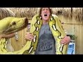 HUGE 300 POUND SNAKE W/ LOGAN PAUL!!! | BRIAN BARCZYK