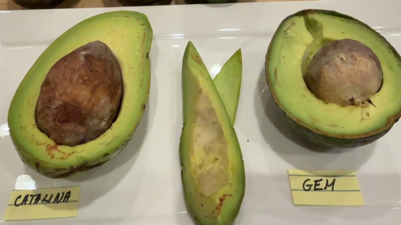 January 18, 2026 CATALINA AVOCADO TASTE REVIEW FROM MY OWN TREE IN PASO ROBLES CA ZONE 9A