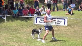 Frisbee Dogs World Champion Part 3 Update