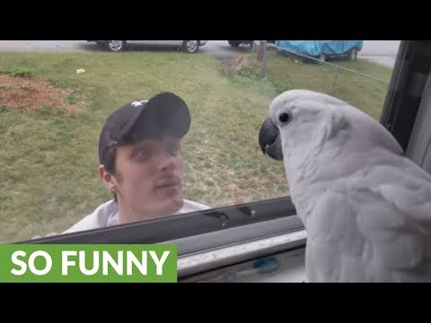 Baby Cuckatoo gets super excited after seeing familiar face through window