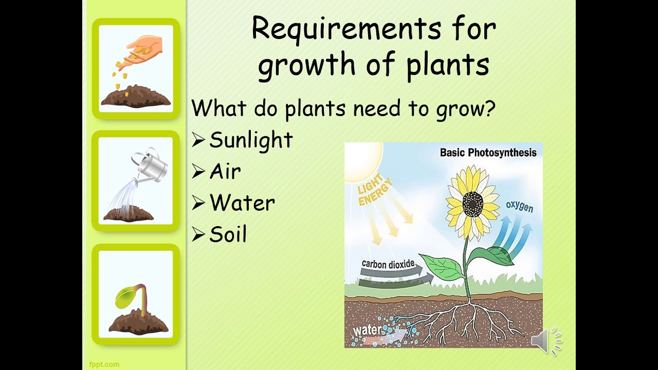 Grade 4 - Requirements for growth