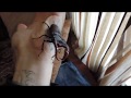 ЖУК ОЛЕНЬ лат  Lucanus Cervus