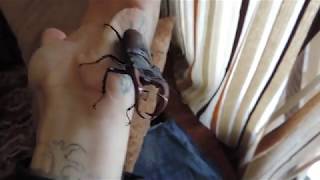 ЖУК ОЛЕНЬ лат  Lucanus Cervus