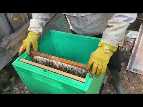 Видео: Поймали огромный рой пчёл в ловушку, пересадка в улей.