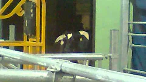 Laitettiin lehmiä pihattoon..