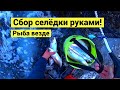 Сбор селёдки руками! Море белое от молоки // Субтитры