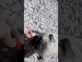 Mr Spike trying to eat a strawberry for the first time pt.2 🍓🐶🐾
