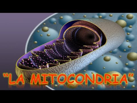 LA MITOCONDRIA : BIOLOGÍA | MediCiencia