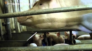 Nedap Farrowing Feeding1