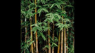 Exploring-Bamboo(Bambusa vulgaris)and Morjai temple