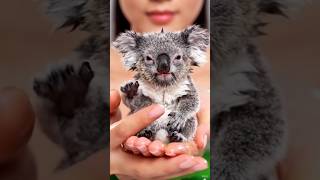 The cutest Koala in the world #koala koal #animals #cuteanimals #pets #australiananimals #shorts
