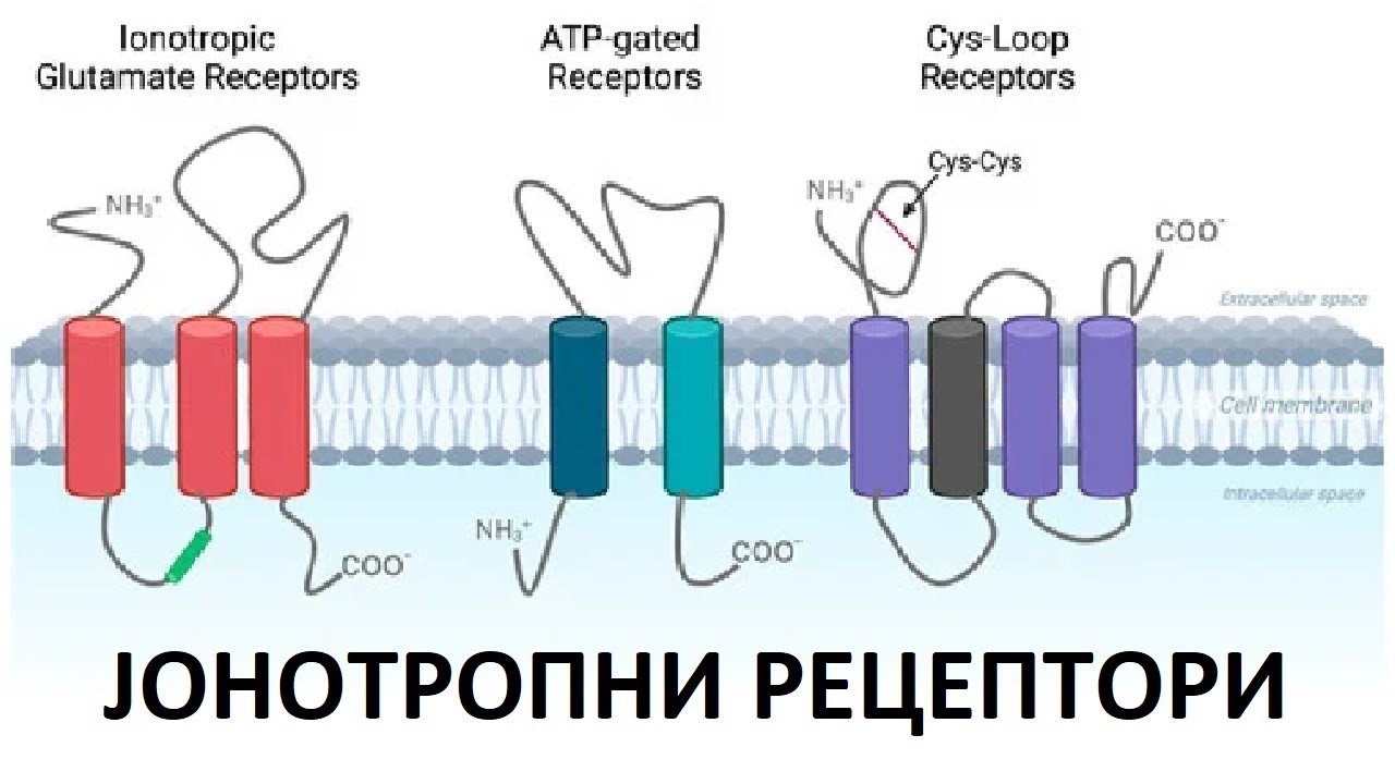 Јонотропни рецептори | Биохемија