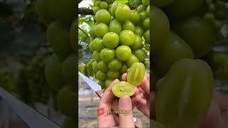 Alasan Kenapa Buah Anggur Diluar Negeri Bisa Besar Besar