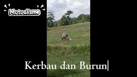 TUGAS PRAKTIKUM IPA DI SD MODUL 1 (KP 2) Simbiosis