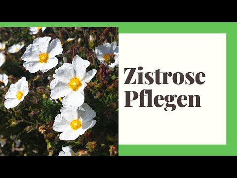 Video: Zistrosen-Informationen - Tipps für den Anbau von Zistrosenpflanzen