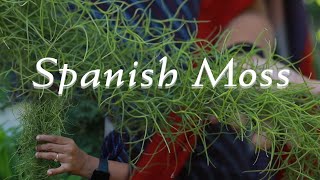 Green Fingers... Spanish moss : 