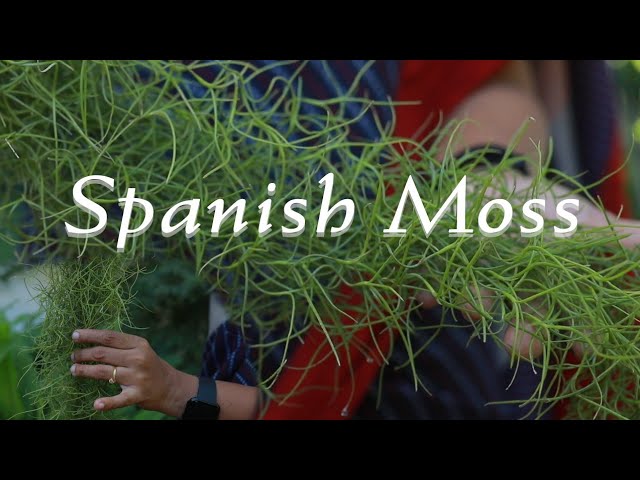 All About Spanish Moss – The Artizan Way