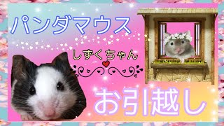 Panda Mouse パンダマウスの今回のケージは しずくちゃんお引越し ハムスター Hamster Youtube