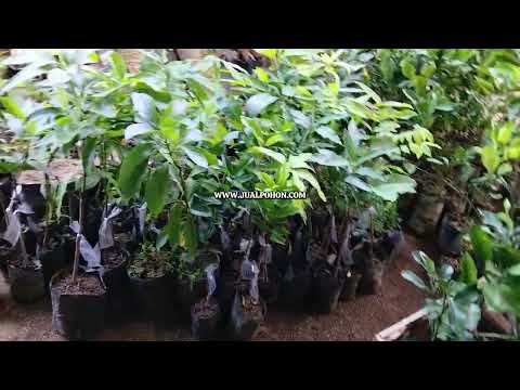 Jual Bibit Mangga Apel Unggul Siap Tanam (Proses Packing)