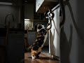 Shocking! 😱 The cat fights a snake bravely 🐍😼 Unbelievable reaction! やばすぎ！猫がヘビに挑む！#shorts #tabbycat