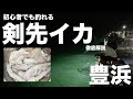 【豊浜釣り桟橋】『剣先イカ祭り開催中‼︎』初心者でも釣果を出すコツを徹底解説‼︎【ブランコ仕掛け・スッテ・エギ］