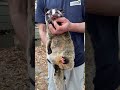 抱っこして正面から見るとこんなに可愛いハクビシン♫#shorts #ハクビシン #cute #かわいい