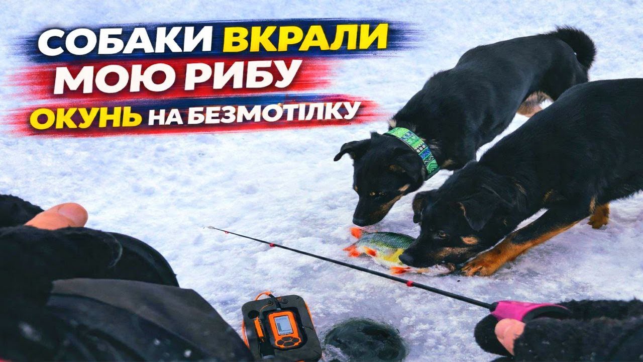 😲 БЕЗМОТИЛКА НА ОКУНЯ. СОБАКИ ВКРАЛИ РИБУ 😲