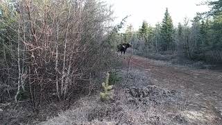 Oldest Moose' on the Loose.. If you see the second one before she emerges.. You're a Hunter!!