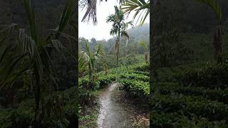 🌧rain day short video #viralvideosv #nagaland #tealeaf