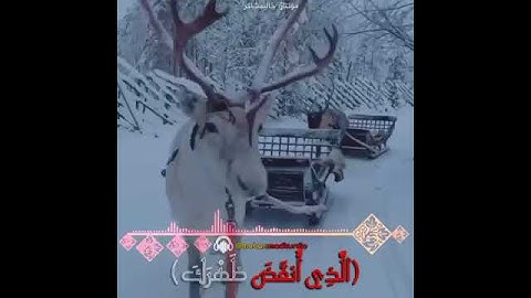 القارئ محمد سيد جلال