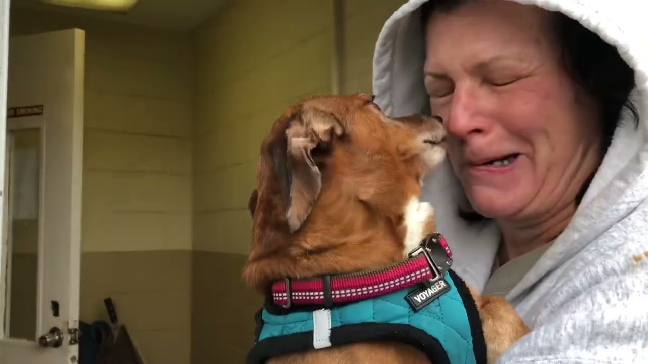 Little Nate at Posh Pets Rescue, Long Beach, NY YouTube