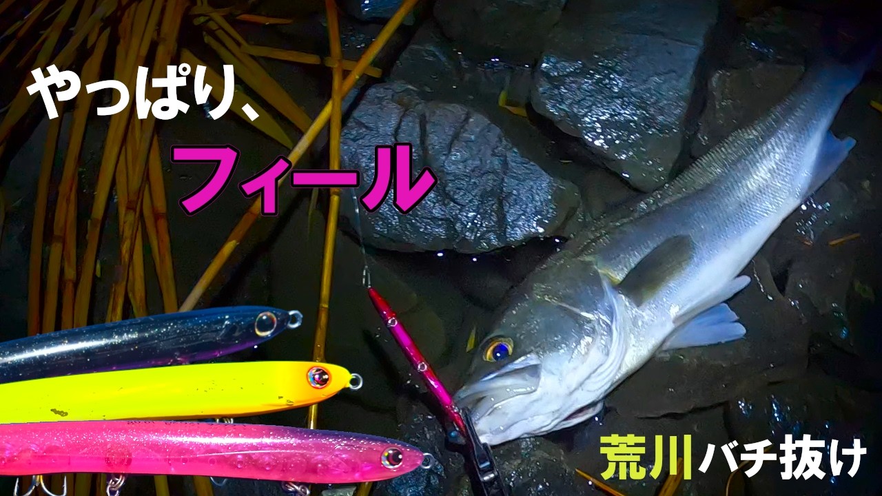 2026年荒川バチ抜けDAY2！今回もフィールに助けられて良型シーバスゲット！