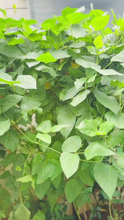 Vegetables long beans ☘️🌿#new #nature #love#trending #garden #food #longbeans #vegetables #harvest