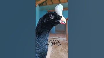 سورة لقمان الآية 11 القارئ أحمد بيازيد #abo_abdalrahman #quran #القرآن_الكريم