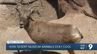 How Desert Museum animals keep cool during intense heat