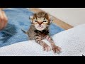 From Tube to Syringe – Now Drinking on Her Own 15-Day-Old Rescue Kitten