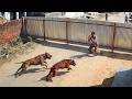 People Who Messed With the Wrong Guard Dogs