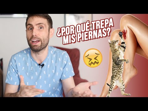 Video: Cómo evitar que un gatito trepe por la pierna