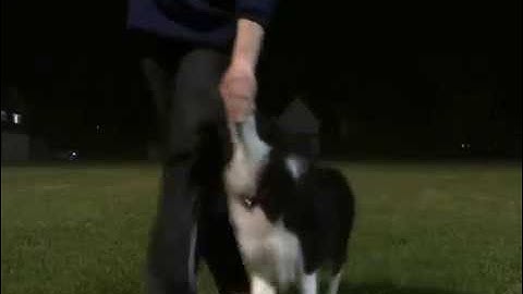 Riot - hand touch heelwork so far (4.5 Months old)