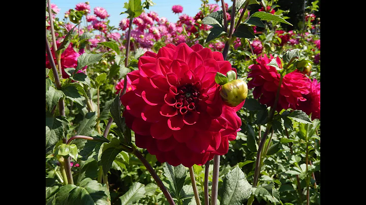 DAHLIAS 2015  -  SWAN ISLAND DAHLIAS, CANBY, OR.