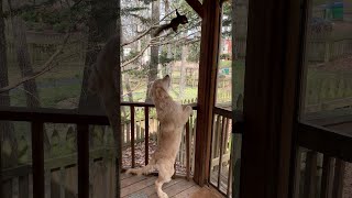 Friendly Doggy Comes Face to Face With Squirrel || ViralHog